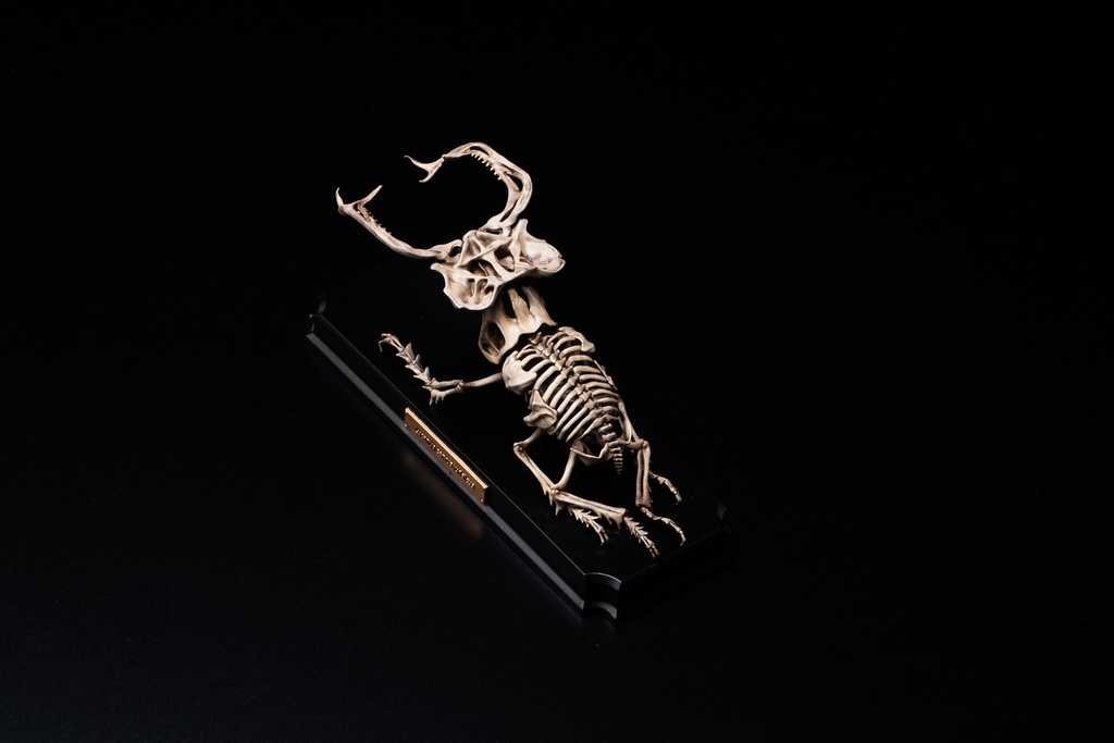 エンドスケルトンミュージアム ユダイクスミヤマ