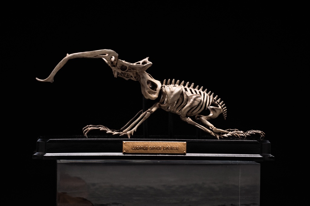 エンドスケルトンミュージアム ユダイクスミヤマ