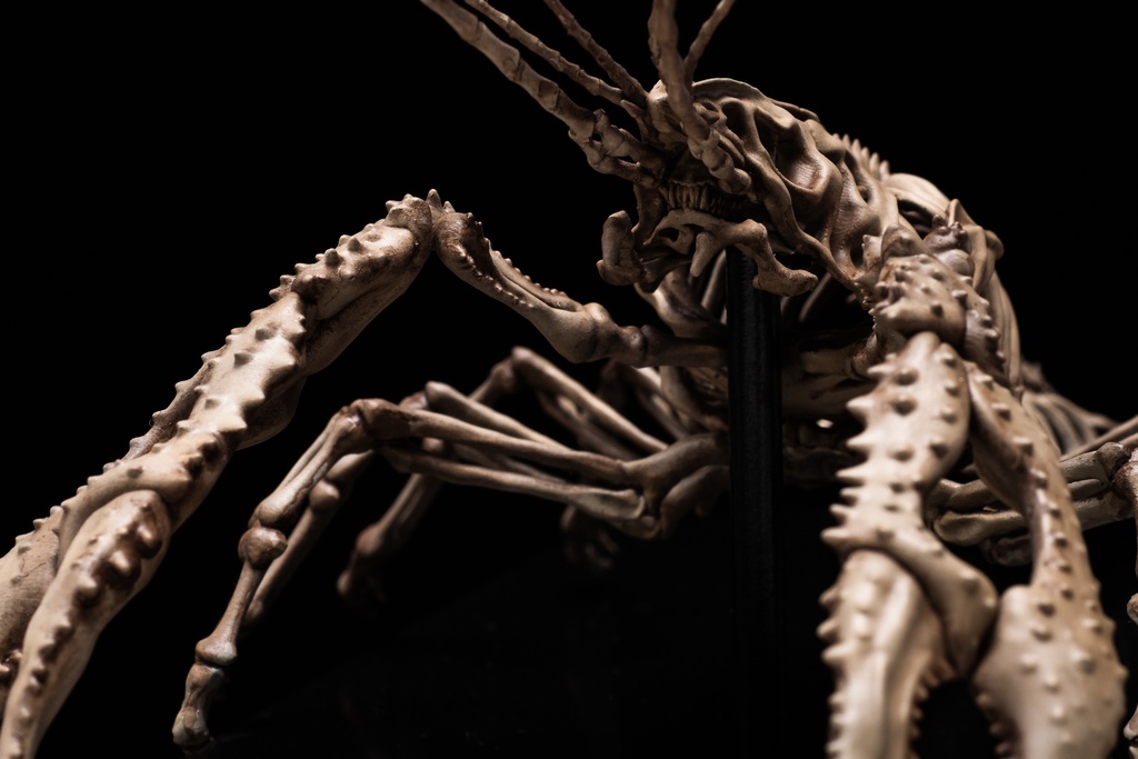 エンドスケルトンミュージアム アメリカザリガニ