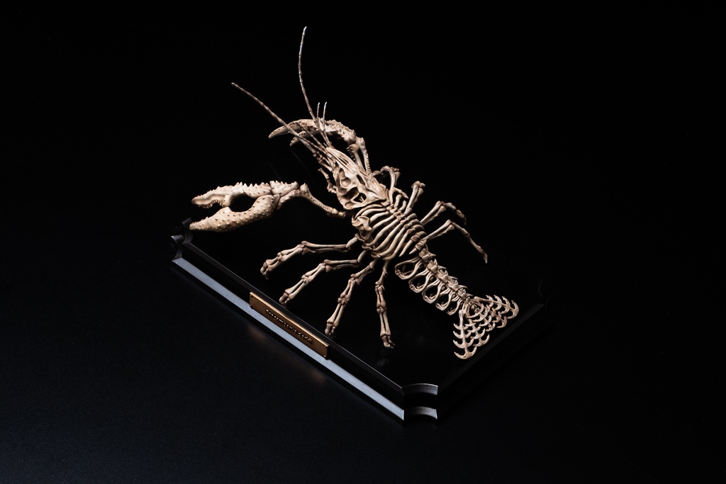 エンドスケルトンミュージアム アメリカザリガニ