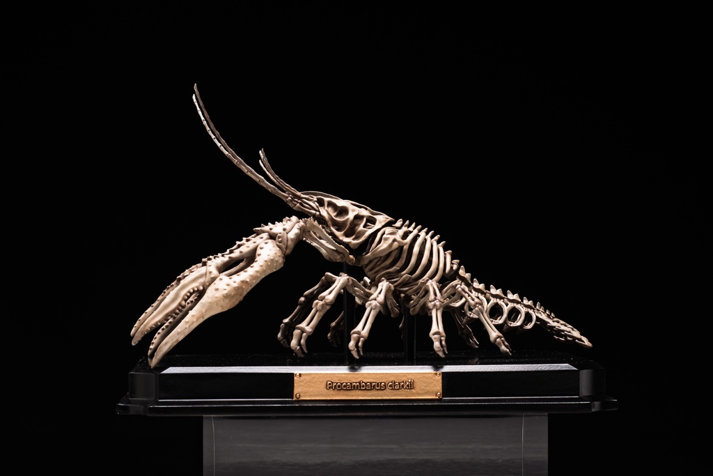 エンドスケルトンミュージアム アメリカザリガニ