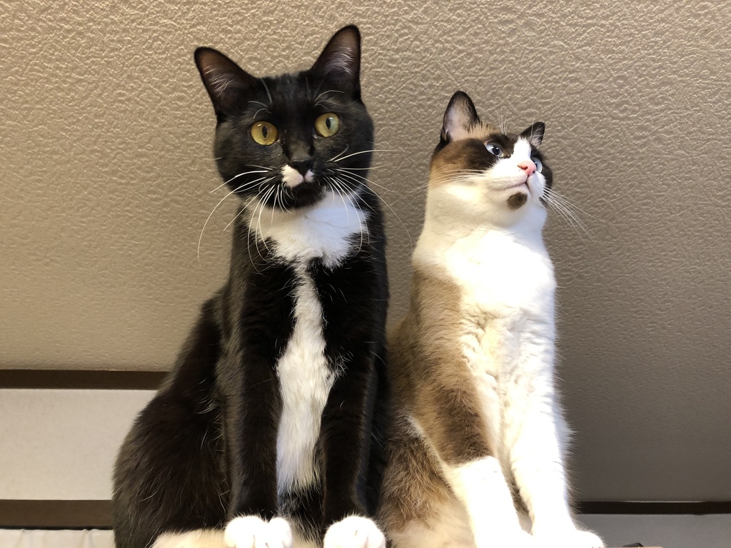 ステッカー(MRZR4) 3色セット