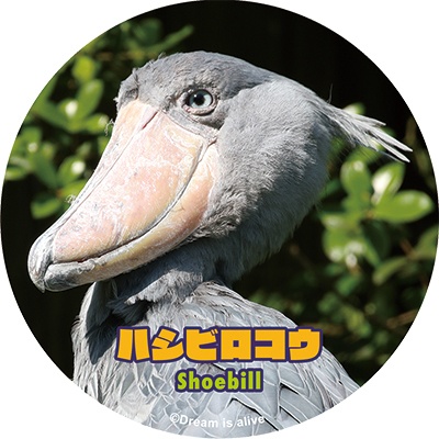 ハシビロコウステッカー