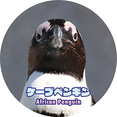 ケープペンギンステッカー