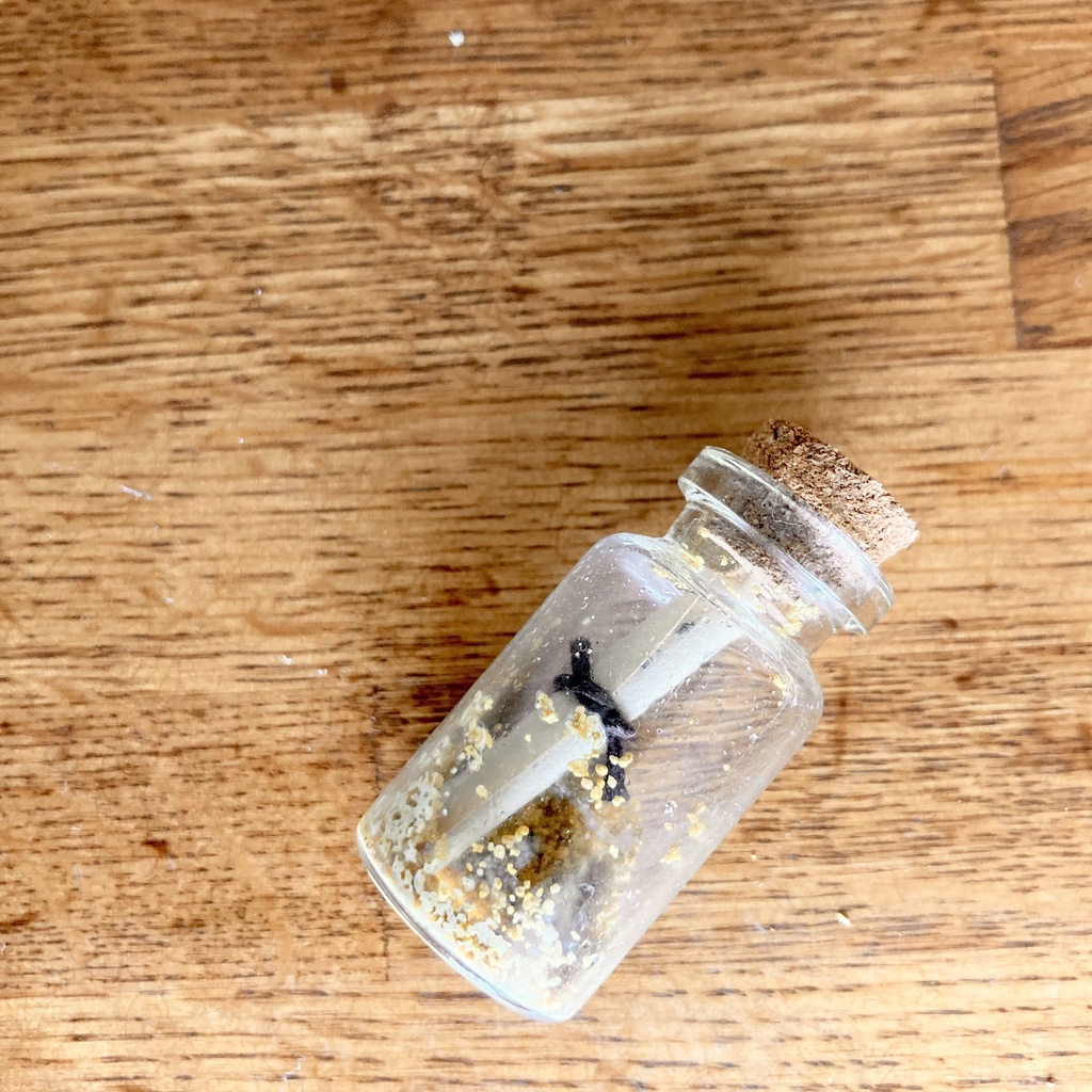 まるちゃんと海のセット🏝