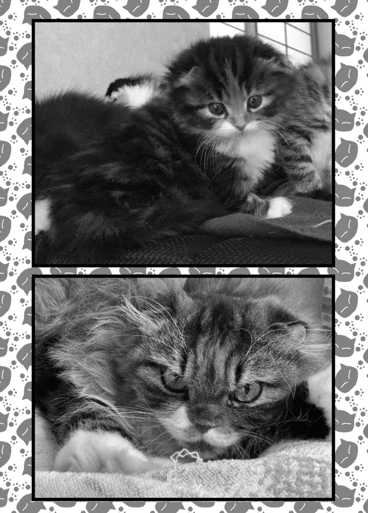 たそがれバニ兵衛~序~