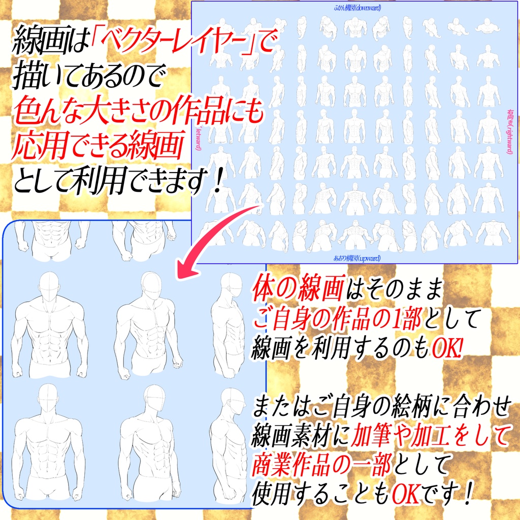 男性の胴体アングル