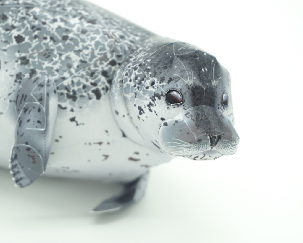 生き物のペーパークラフト:ゴマフアザラシ Paper Animal Making 01