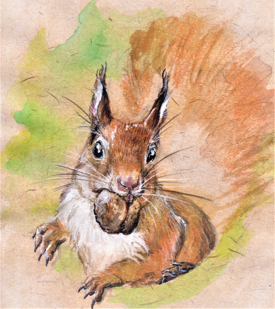 リス(ホワイト)