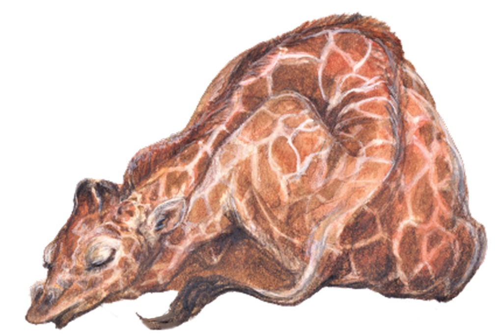 きりん(ブラック)