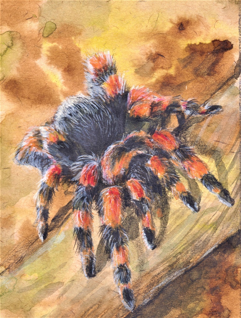 蜘蛛a(ブラック)