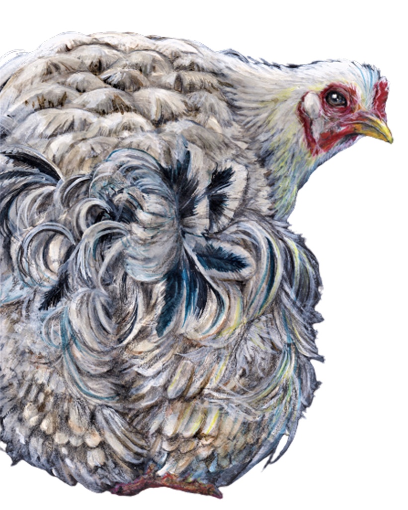 シャモ(ホワイト)