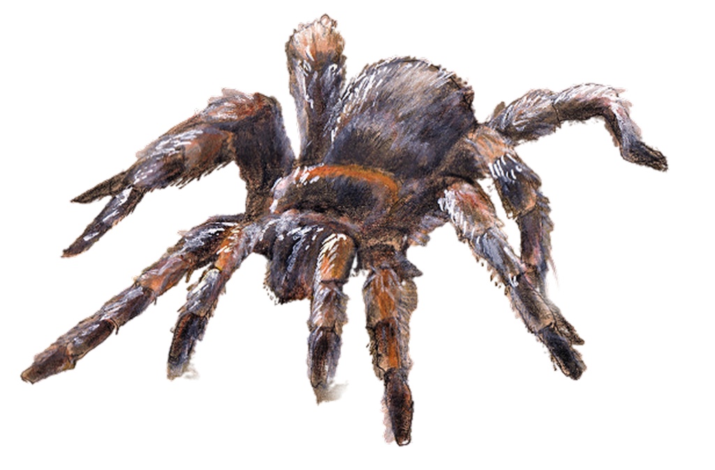 蜘蛛b(ブラック)