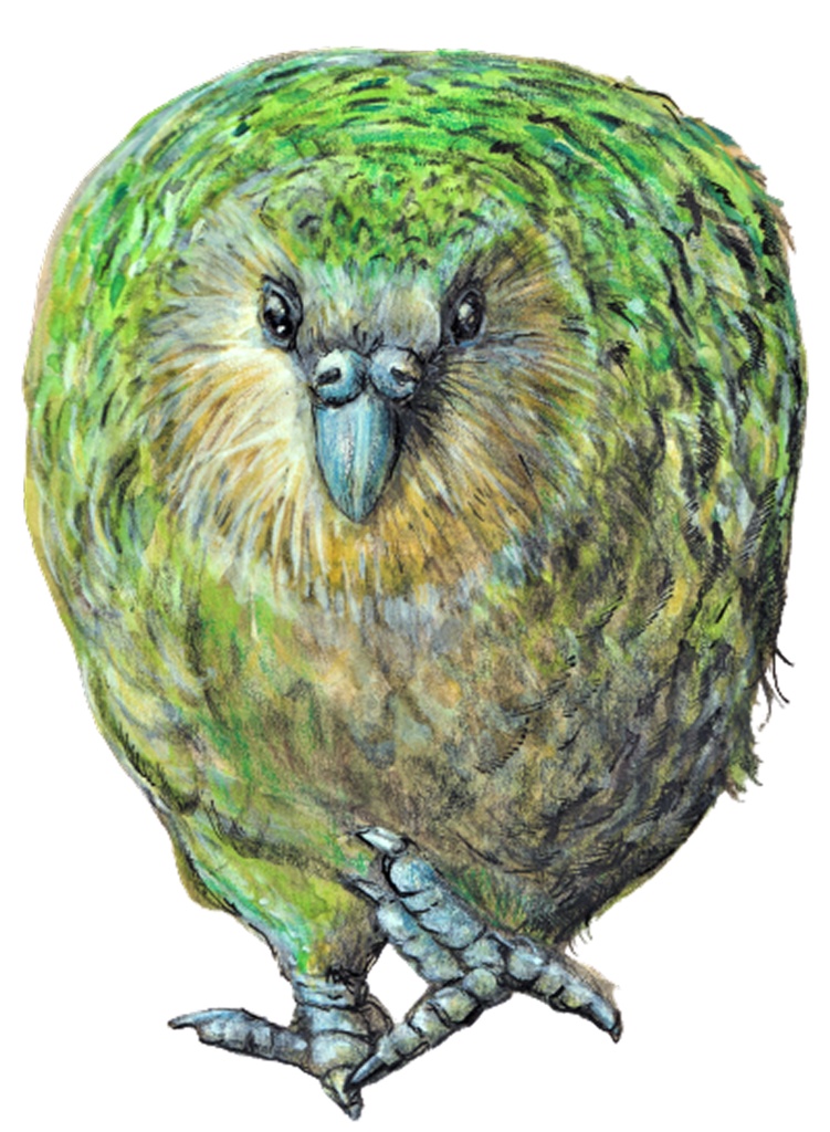 カカポ(ブラック)