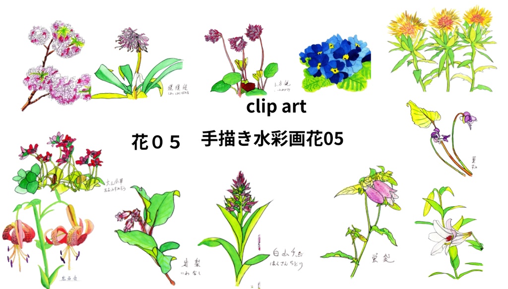 手描き水彩画花05