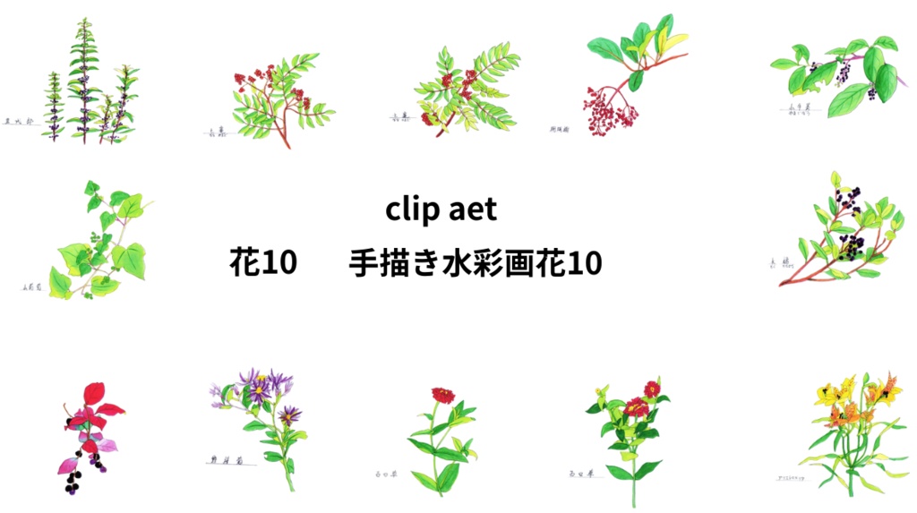 手描きの水彩画花10