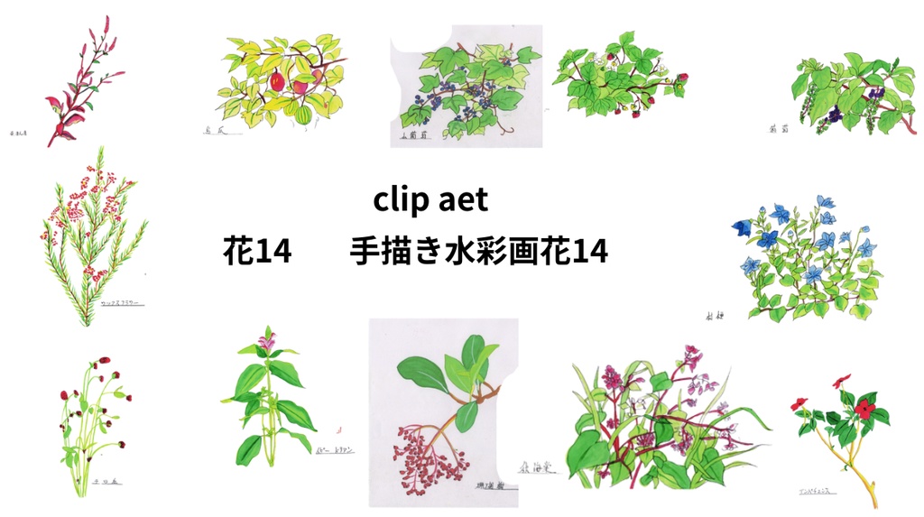 手描きの水彩画花14