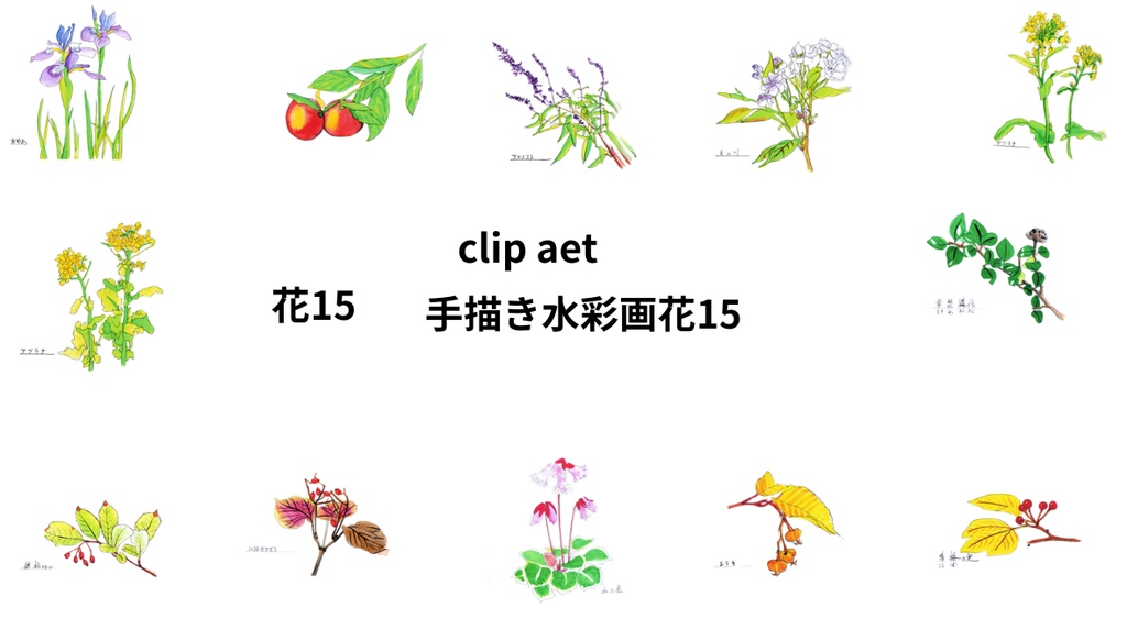 手描きの水彩画花15