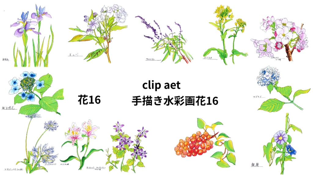 手描きの水彩画花16