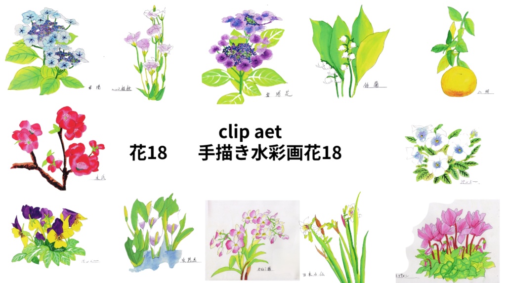 手描きの水彩画花18