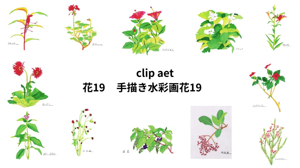 手描きの水彩画花19