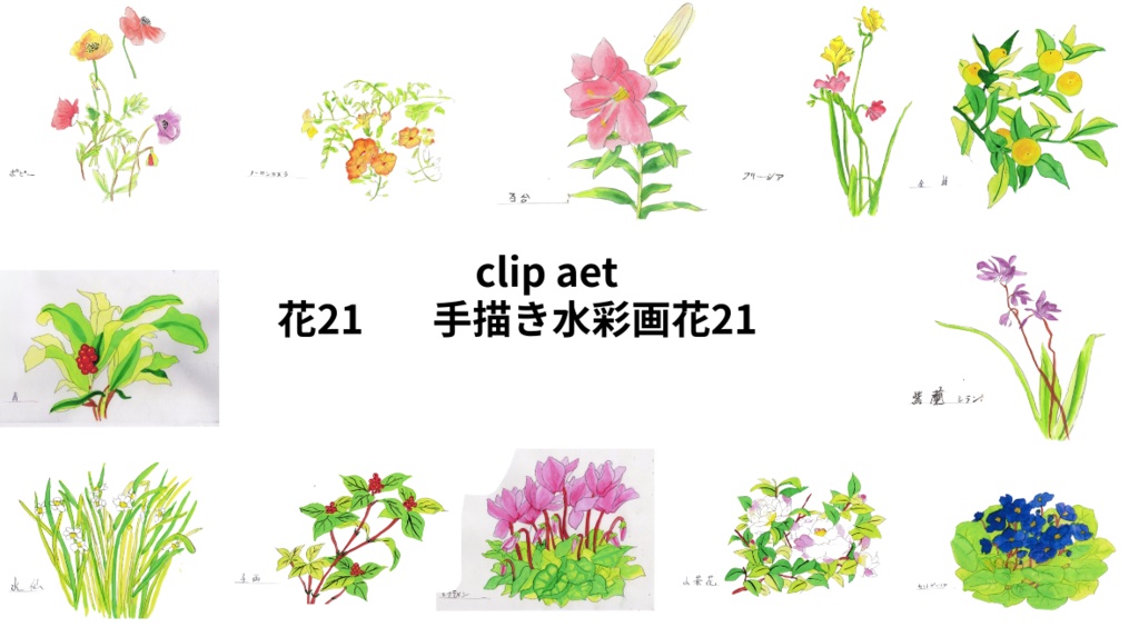 手描きの水彩画花21