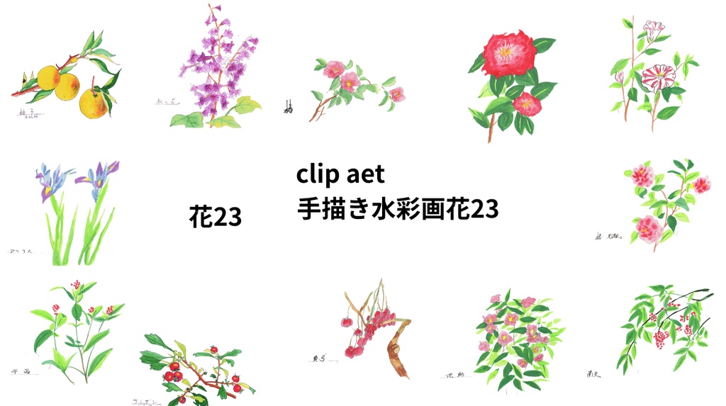 手描きの水彩画花23
