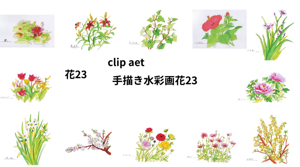 手描きの水彩画花24