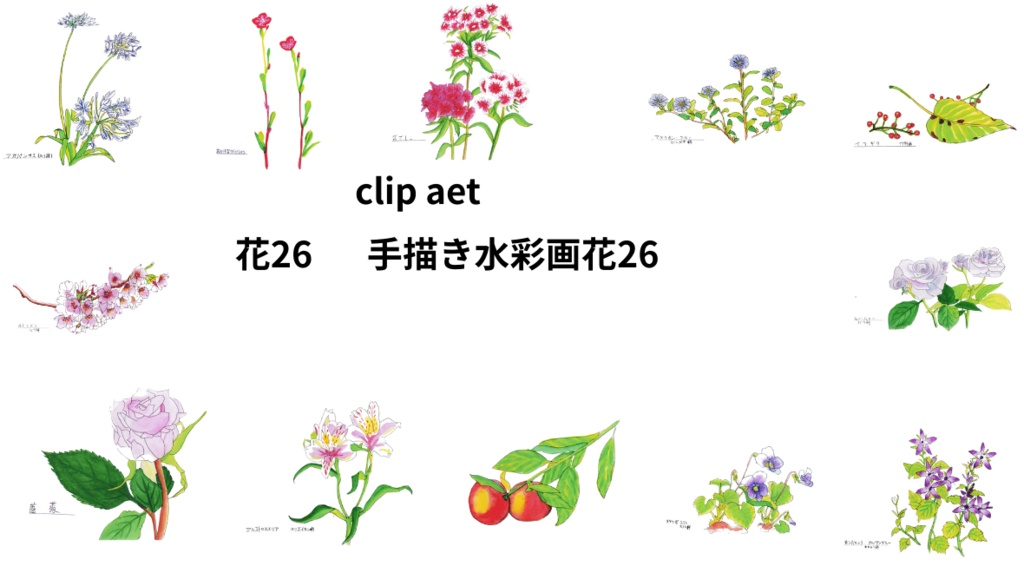 手描き水彩画花26