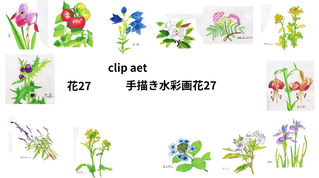 手描き水彩画花27