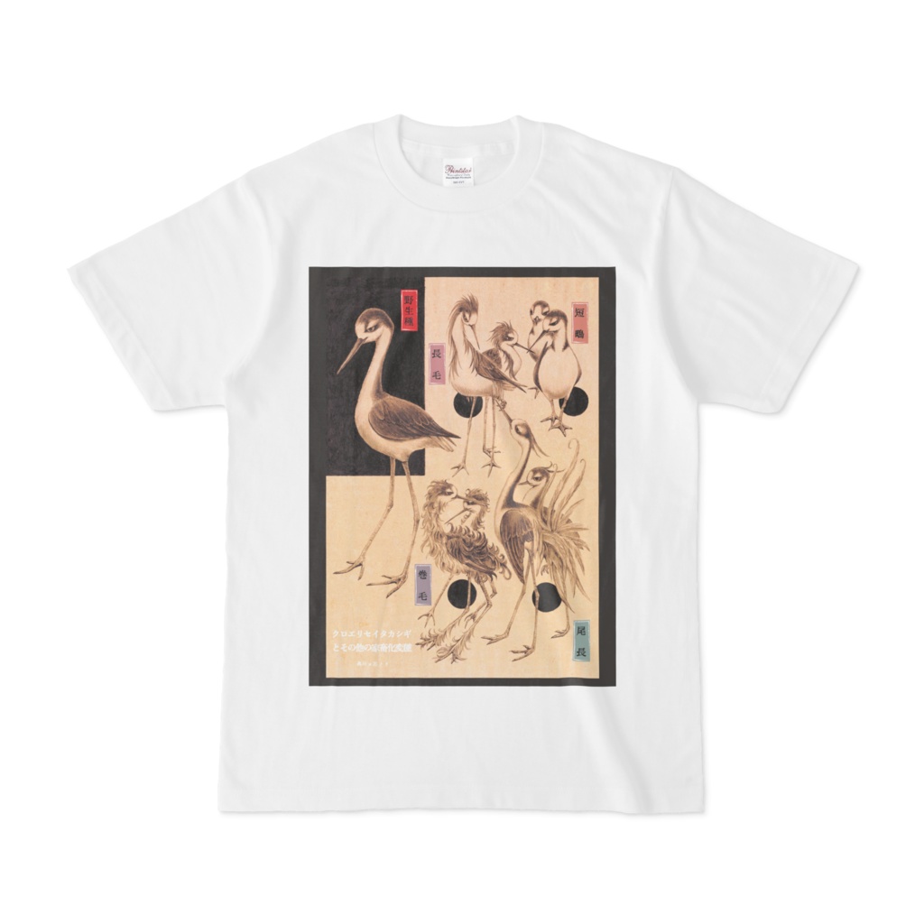 クロエリセイタカシギ白Tシャツ