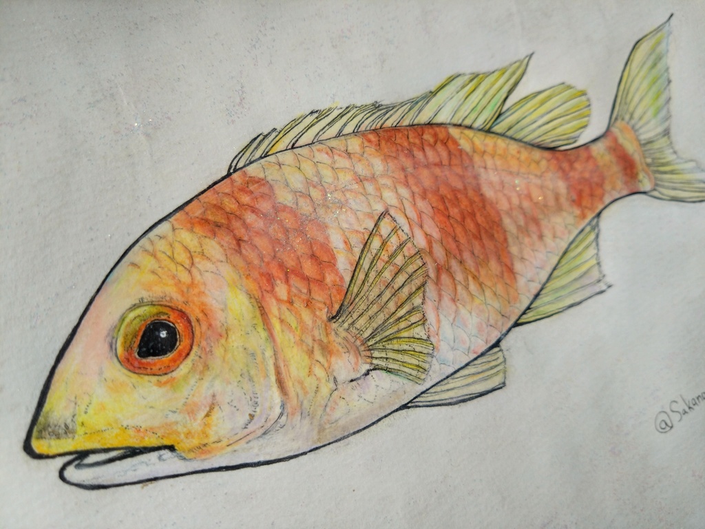 No.1 タマガシラ