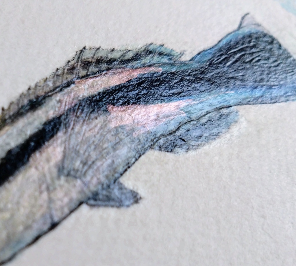 No.5 ホンソメワケベラ 卓上用