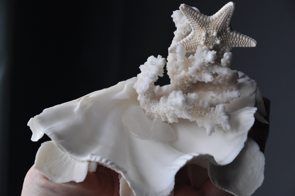 貝殻のマーメイドジュエリートレー