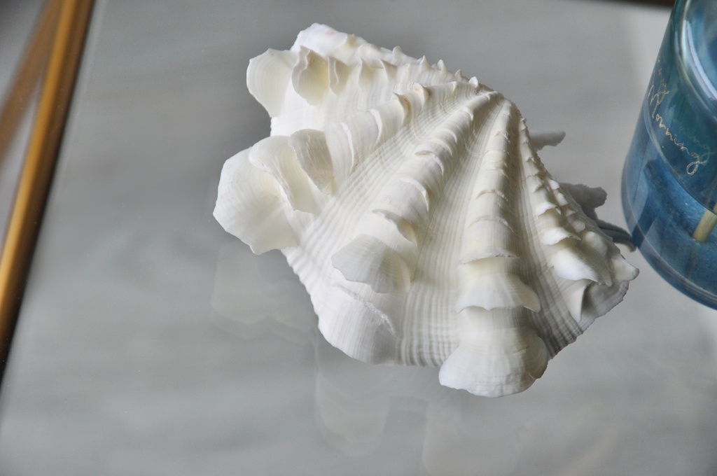 貝殻のマーメイドジュエリートレー