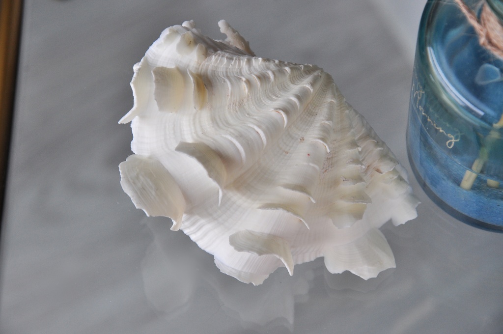 貝殻のマーメイドジュエリートレー