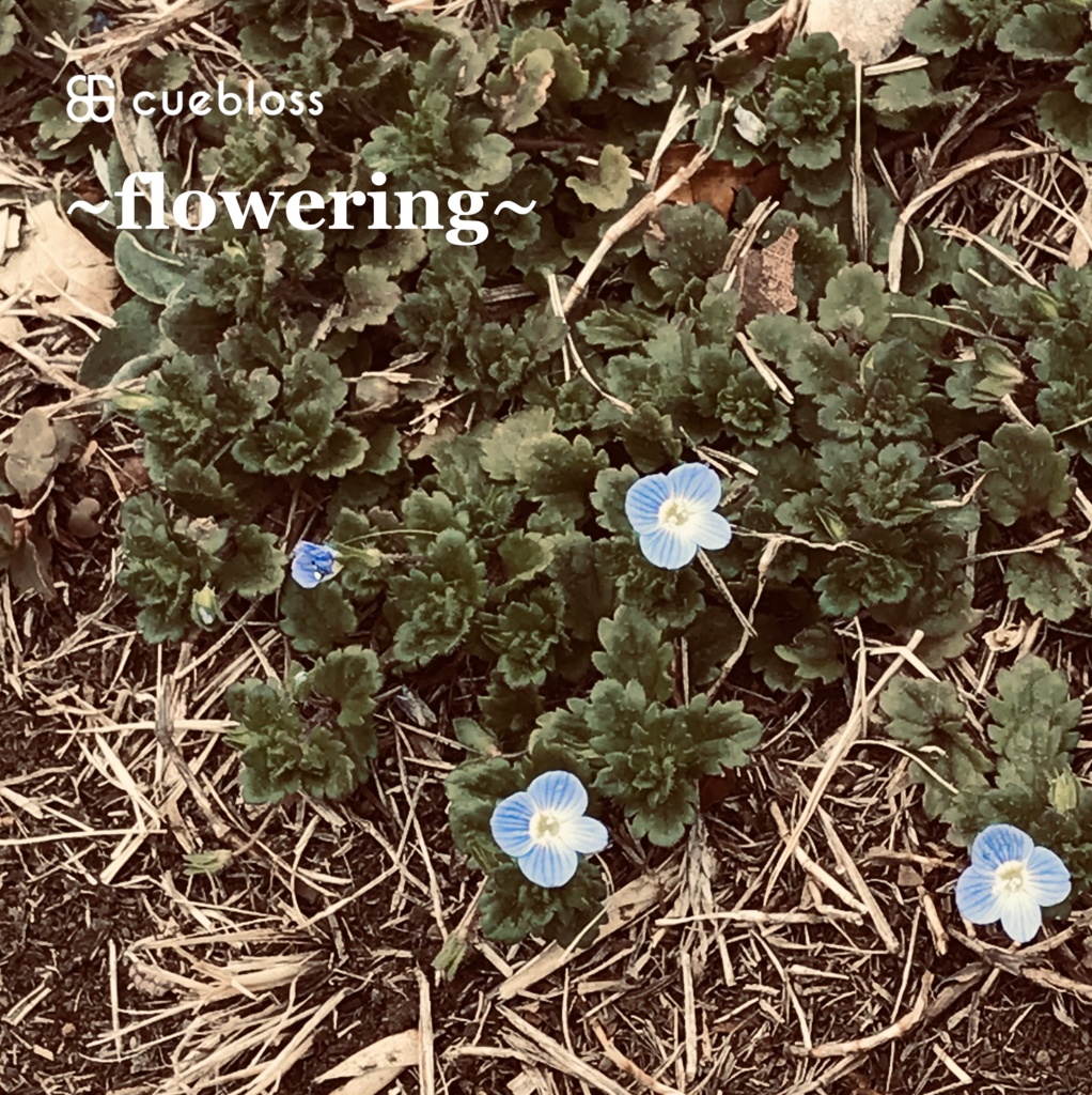 cuebloss『flowering』