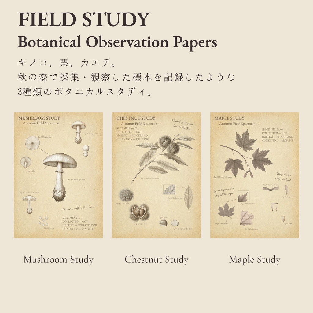 VINTAGE ARCHIVE — Paper Collection — Autumn Botanical|A4デジタルペーパー6枚