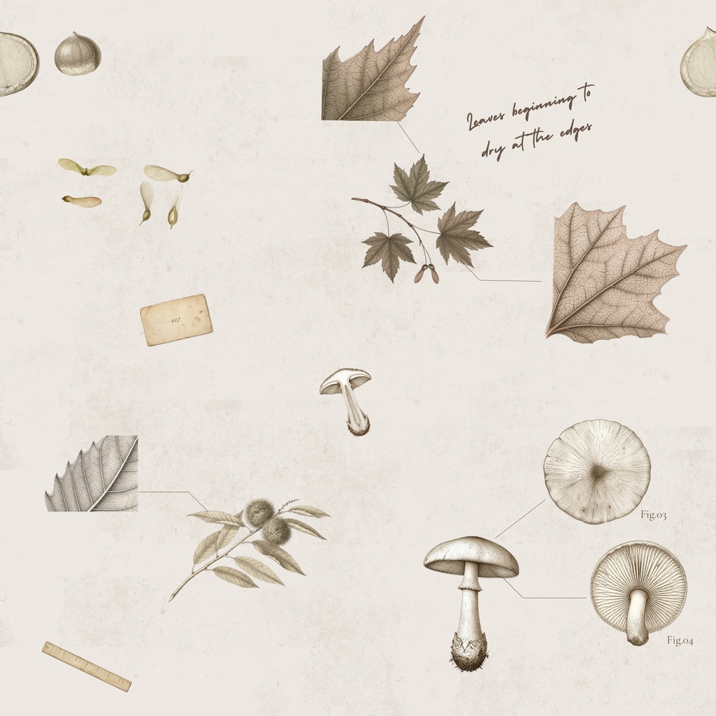 VINTAGE ARCHIVE Autumn Specimens 【無料】デジタルペーパー4枚