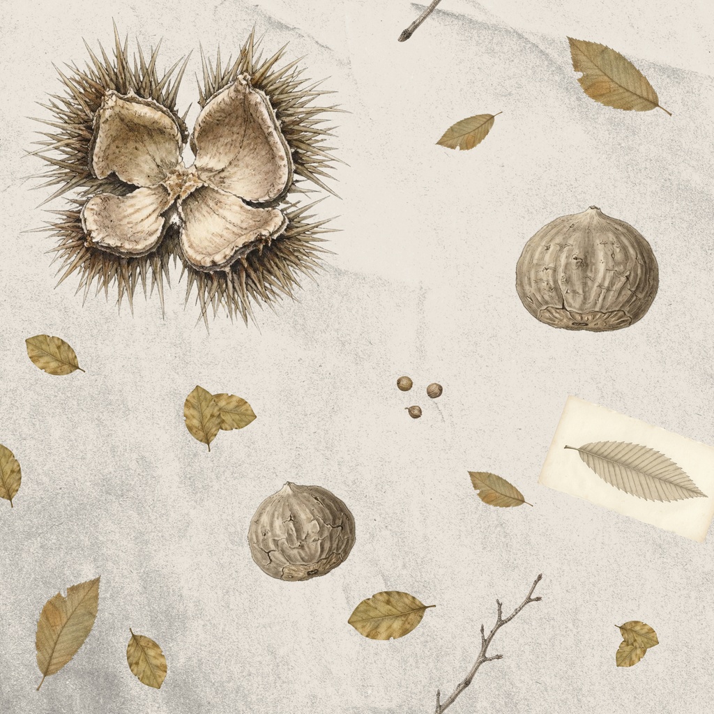 VINTAGE ARCHIVE Autumn Specimens 【無料】デジタルペーパー4枚