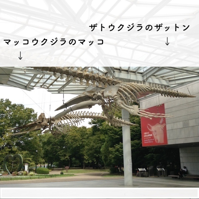 クジラのステッカー