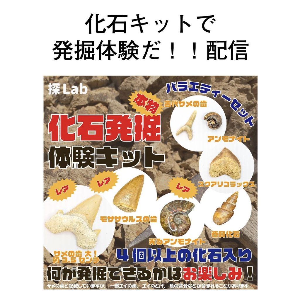 限定画像 と 化石キットで楽しむ発掘体験ライブ配信