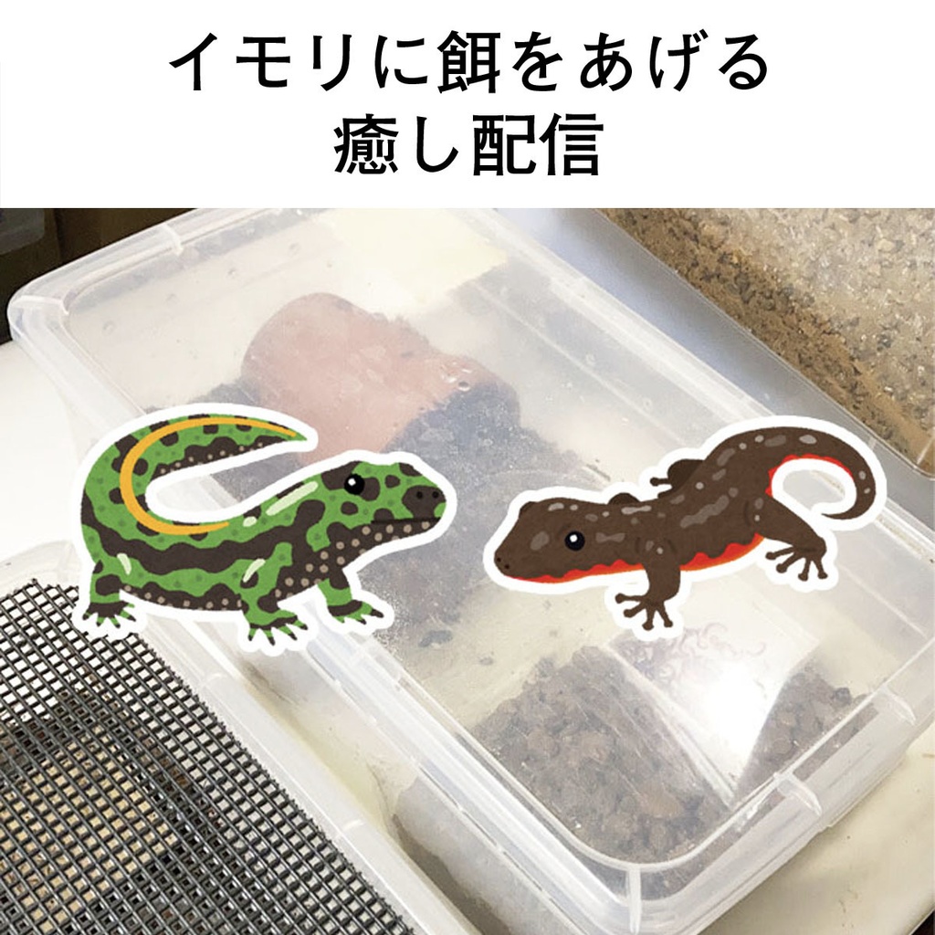 限定画像 と イモリと楽しむごはんタイムライブ配信