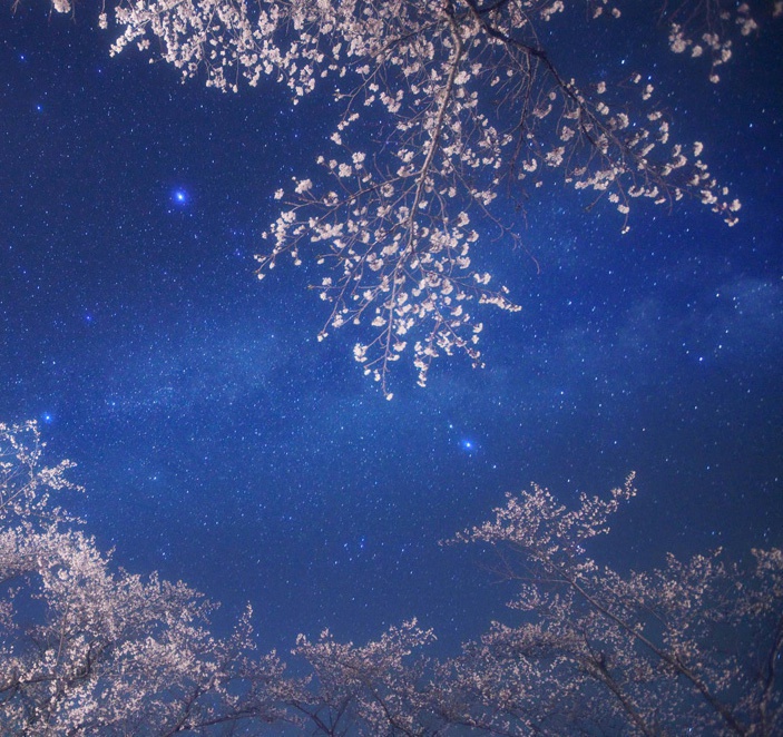 零れ桜 : Piano Instrumental