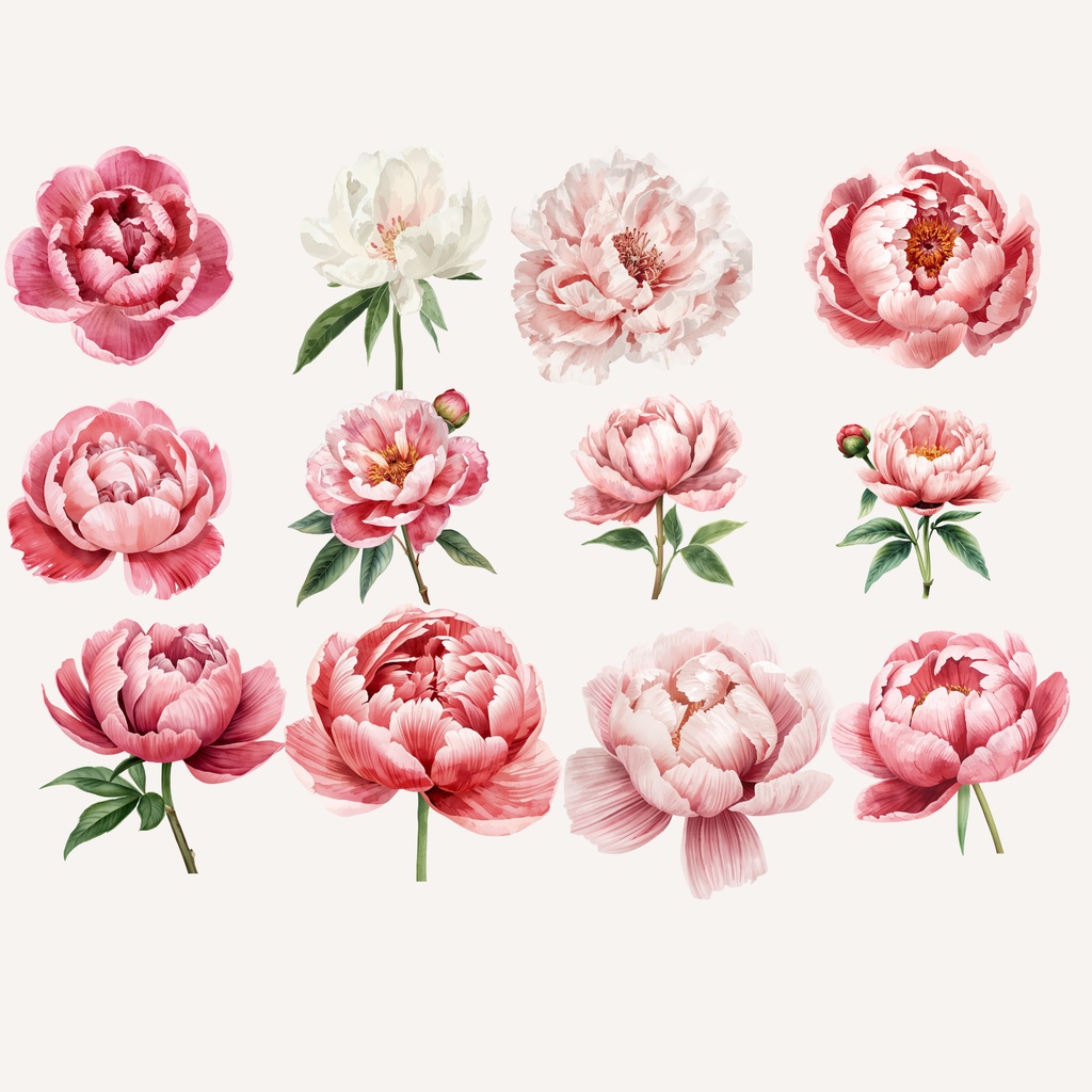 Peony Collection|水彩ピオニークリップアート120点|PNG透過素材集