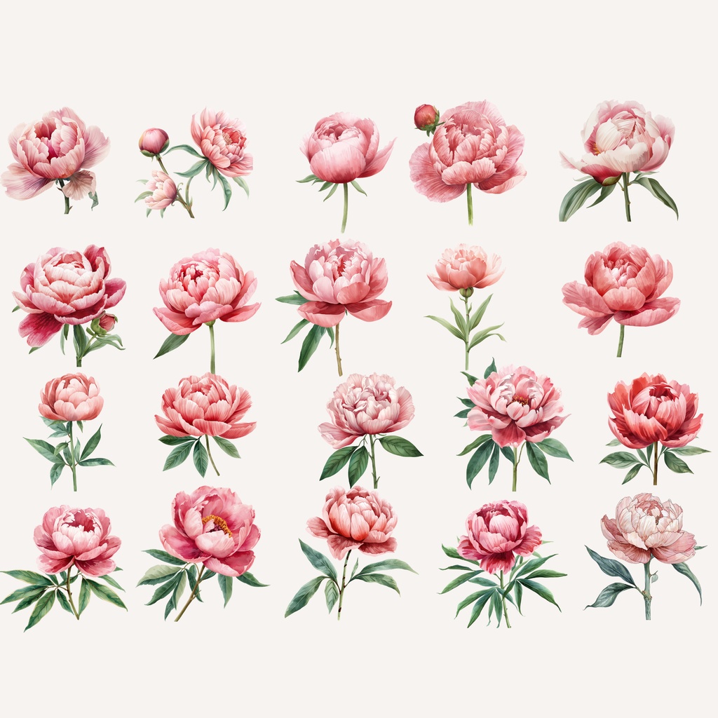 Peony Collection|水彩ピオニークリップアート120点|PNG透過素材集