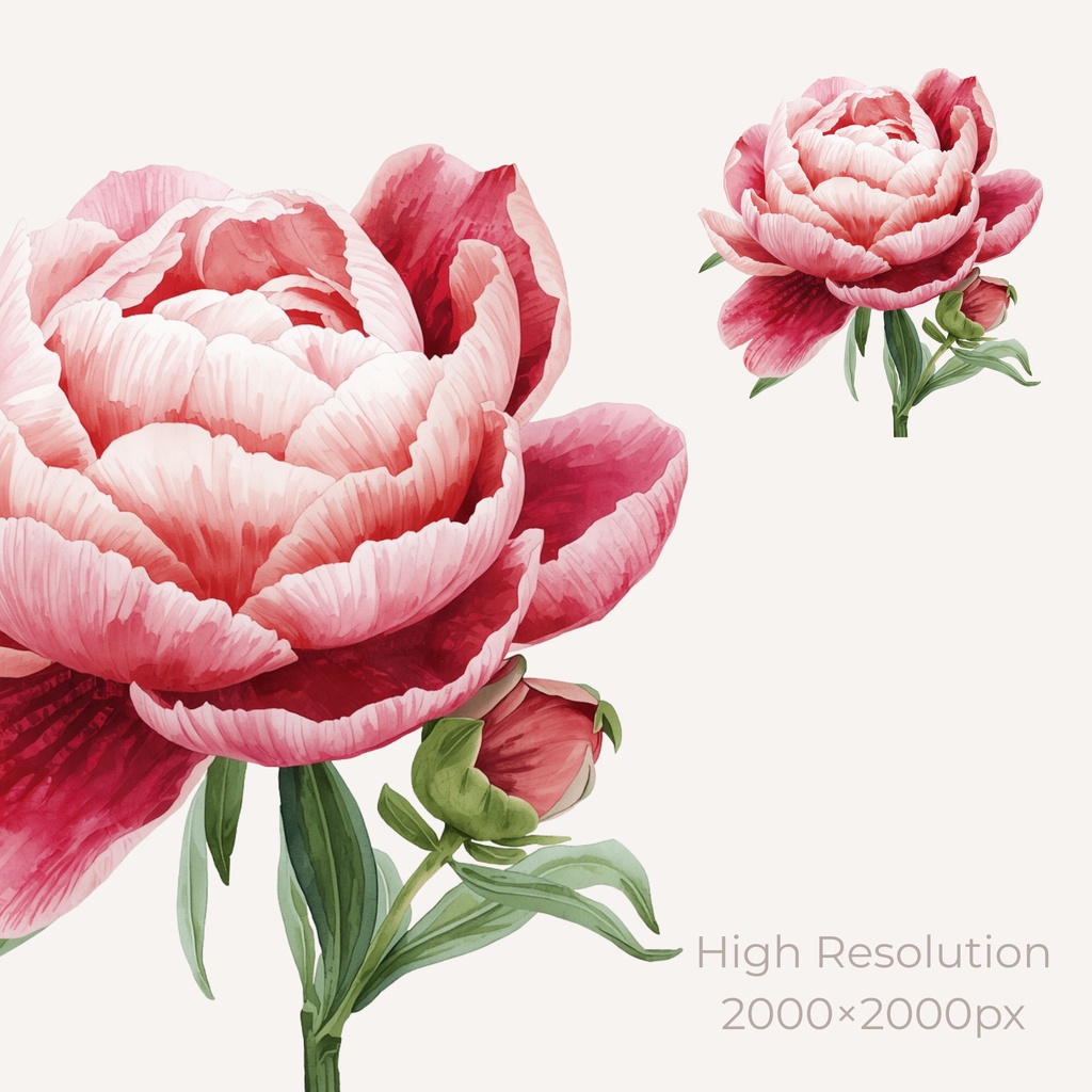 Peony Collection|水彩ピオニークリップアート120点|PNG透過素材集