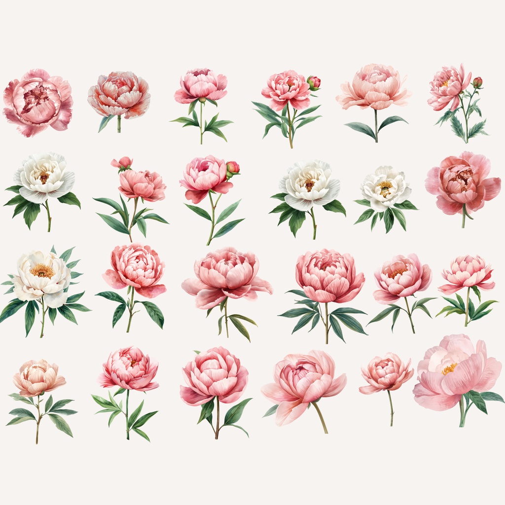 Peony Collection|水彩ピオニークリップアート120点|PNG透過素材集