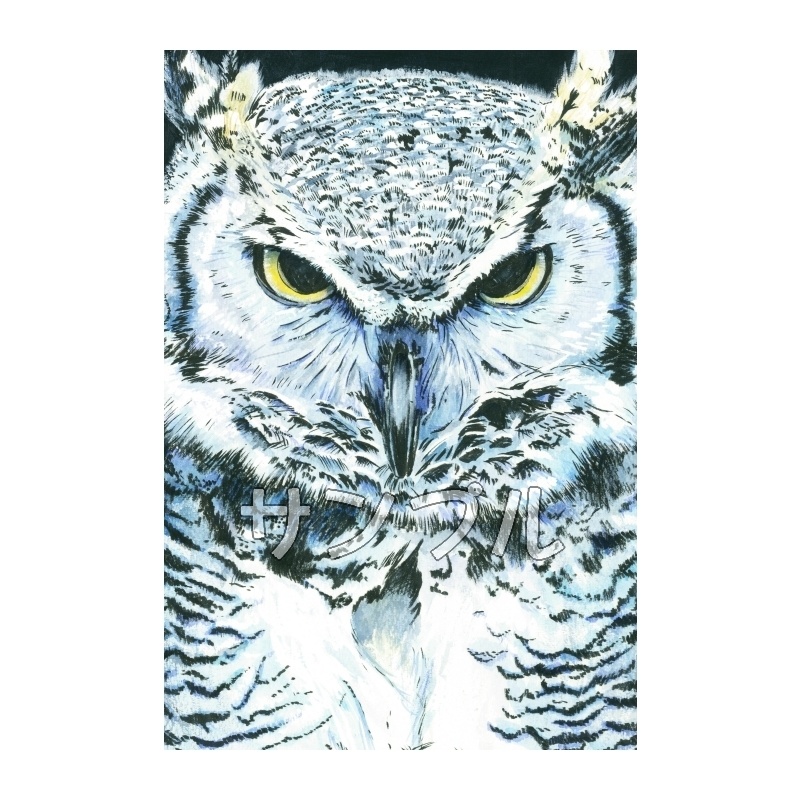 「私、眼力強いって言われるんです。」　アメリカワシミミズク