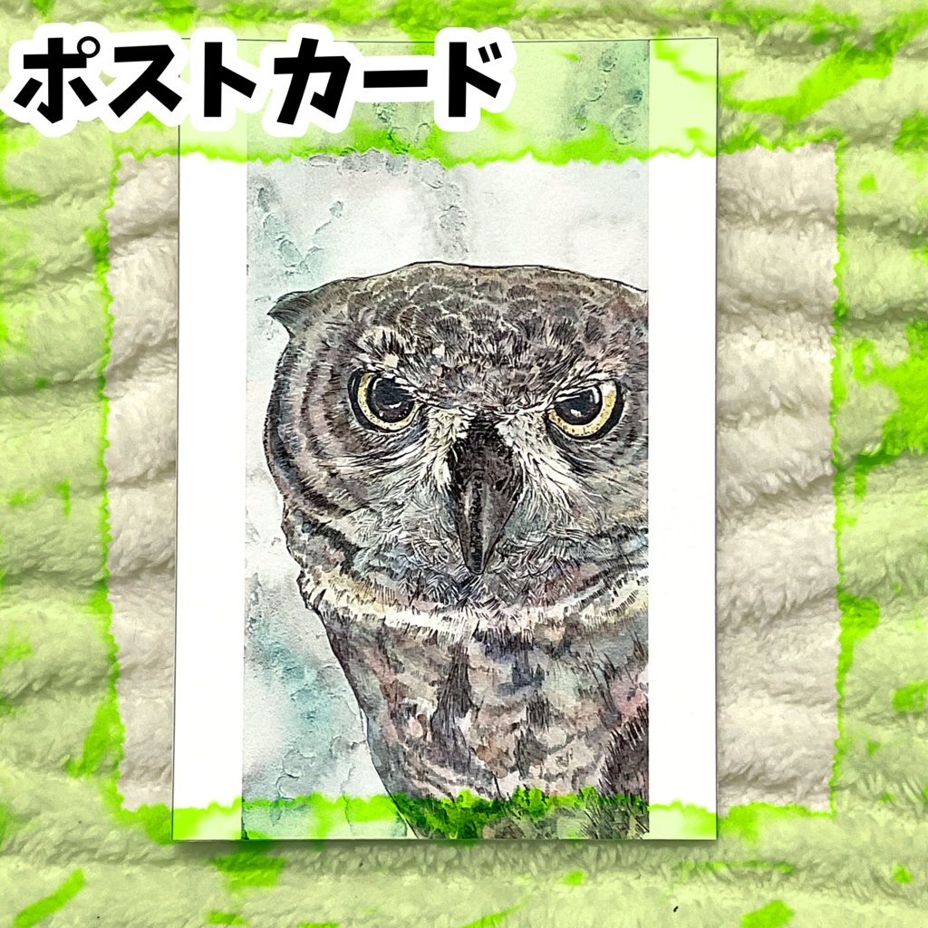 ポストカード「覗き見る」　アフリカワシミミズク